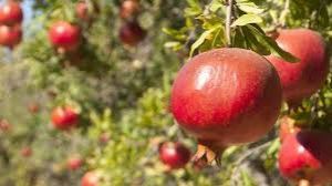 आम, अनार के निर्यात के लिए उपायों पर काम करेंगे भारत, अमेरिका