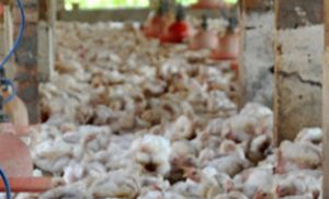 कानफोडू संगीत के कारण मुर्गियों के मरने की शिकायत दर्ज