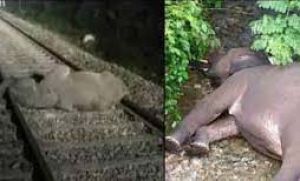 मालगाड़ी ट्रेन की चपेट में आने से हाथी के बच्चे की मौत मालगाड़ी ट्रेन की चपेट में आने से हाथी के बच्चे की मौत