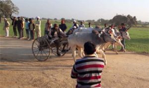 बैलगाड़ी दौड़ प्रतियोगिता बहाल करने के लिए महाराष्ट्र सरकार ने आदेश जारी किया