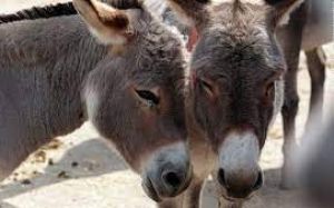 गधों की आबादी में 61 प्रतिशत आई गिरावट: अध्ययन