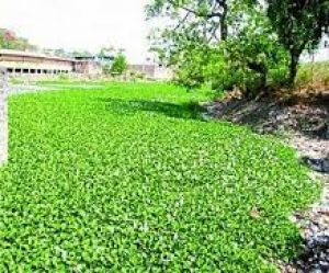 अब जलकुंभी से बनेंगी साड़ियां, महिलाओं को आजीविका मुहैया करने से उनका सशक्तिकरण होगा
