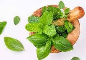 आयुर्वेदिक जड़ी-बूटियों से हो सकता है गुर्दे का उपचार: विशेषज्ञ