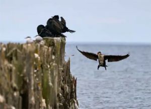 पक्षी गणना के तीसरे चरण का आयोजन 26-27 मार्च को होगा 