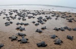 गहिरमाथा समुद्र तट पर जुटे लाखों ओलिव रिडले कछुए