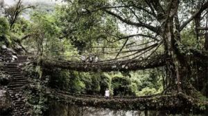 यूनेस्को की विश्व धरोहर स्थलों की संभावित सूची में मेघालय का ‘रूट ब्रिज' शामिल यूनेस्को की विश्व धरोहर स्थलों की संभावित सूची में मेघालय का ‘रूट ब्रिज' शामिल
