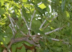 ग्रामीण क्षेत्रों की महिलाओं के बीच लाख की खेती को प्रोत्साहन