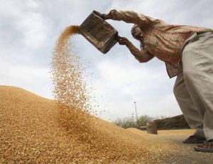 सरकार ने रबी विपणन सत्र में अब तक 34,917 टन गेहूं खरीदा सरकार ने रबी विपणन सत्र में अब तक 34,917 टन गेहूं खरीदा