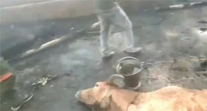  गोशाला में आग लगने से जलकर 38 गायों की मौत