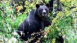 जंगली भालू के हमले में दो किसानों की मौत, एक अन्य घायल