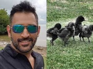 मध्यप्रदेश से धोनी के कुक्कट फार्म के लिए भेजे गये कड़कनाथ नस्ल के दो हजार चूजे