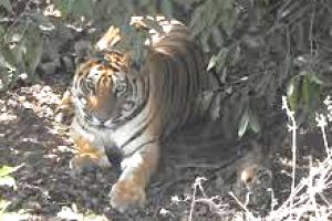 अभयारण्य में बाघिन ने दो शावकों को जन्म दिया