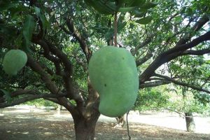 आम-ए-खास : चार किलो के पार जा सकता है नूरजहां के एक फल का वजन आम-ए-खास : चार किलो के पार जा सकता है नूरजहां के एक फल का वजन