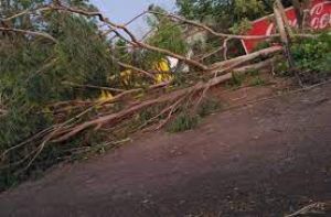 आंधी-तूफान से कई पेड़, बिजली के खम्भे गिरे, दो लोगों की मौत आंधी-तूफान से कई पेड़, बिजली के खम्भे गिरे, दो लोगों की मौत