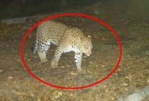 सेना छावनी में घुसा तेंदुआ, वन अधिकारियों ने बचाया सेना छावनी में घुसा तेंदुआ, वन अधिकारियों ने बचाया