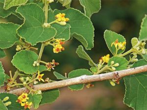 फालसा और अंजन के पेड़ लुप्त होने के कगार पर फालसा और अंजन के पेड़ लुप्त होने के कगार पर