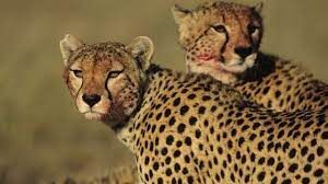  देश में अगस्त तक फिर छलांग लगाते दिखेंगे चीता