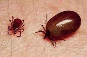  केरल में एक लड़की की &lsquo;स्क्रब टाइफस&rsquo; से मौत