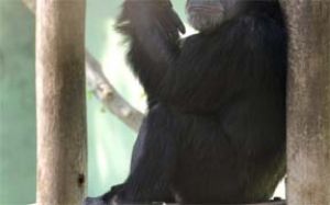 प्राणि उद्यान में शिशु चिंपांजी बाड़े से कुछ देर के लिए बाहर निकला प्राणि उद्यान में शिशु चिंपांजी बाड़े से कुछ देर के लिए बाहर निकला