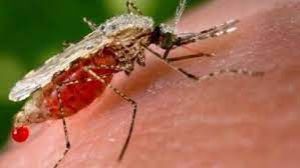 भारत में 2015 के बाद मलेरिया के मामलों में 86 प्रतिशत की गिरावट, मौतों में 79 प्रतिशत की कमी