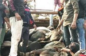  विद्यालय भवन के एक कमरे में बंद करीब 50 मवेशियों की दम घुटने से मौत