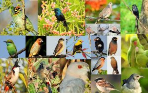  भारतीय प्राणि सर्वेक्षण ने 1,000 से ज्यादा पक्षियों की प्रजाति पर नयी किताब प्रकाशित की