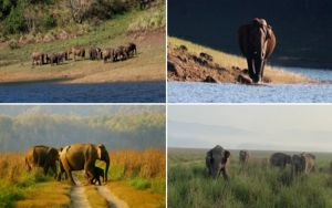 विश्व हाथी दिवस पर प्रधानमंत्री ने हाथी के संरक्षण में लगे लोगों की सराहना की