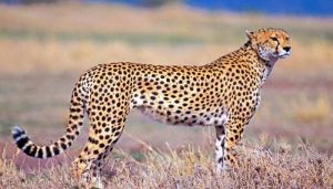  विदेशों से इस महीने चीते लाने की संभावनाएं क्षीण