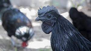 देश भर में कड़कनाथ की बांग, झाबुआ में सालाना पैदावार बढ़कर 2.5 लाख चूजों पर पहुंची देश भर में कड़कनाथ की बांग, झाबुआ में सालाना पैदावार बढ़कर 2.5 लाख चूजों पर पहुंची