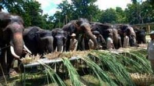 चीतों के लिए बनाये गये बाड़े में घुसे तेंदुओं को भगाने के लिए तैनात होंगे दो हाथी चीतों के लिए बनाये गये बाड़े में घुसे तेंदुओं को भगाने के लिए तैनात होंगे दो हाथी