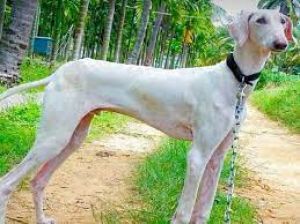 प्रधानमंत्री को सुरक्षा देने वाली एसपीजी में शामिल हो सकते हैं मुधोल हाउंड