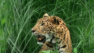 जंगली जानवरों के हमले में जान गंवाने पर अब 20 लाख की अनुग्रह राशि मिलेगी जंगली जानवरों के हमले में जान गंवाने पर अब 20 लाख की अनुग्रह राशि मिलेगी