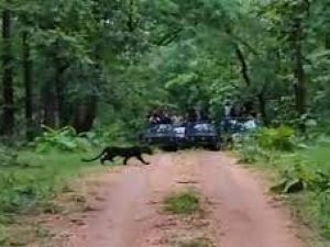 दुर्लभ काले तेंदुए को देखने देश भर से पेंच राष्ट्रीय उद्यान पहुंच रहे सैलानी दुर्लभ काले तेंदुए को देखने देश भर से पेंच राष्ट्रीय उद्यान पहुंच रहे सैलानी