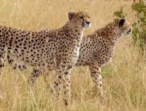 चीतों को दोबारा बसाने के लिए कुनो राष्ट्रीय उद्यान के 24 गांवों को दूसरी जगह बसाया गया : अधिकारी