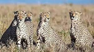 नामीबया से आठ चीते 17 सितंबर को कार्गो उड़ान से पहले जयपुर पहुंचेंगे