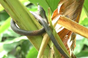 पुलिस थाने के ‘रक्षक’ बने ‘सांप’ पुलिस थाने के ‘रक्षक’ बने ‘सांप’