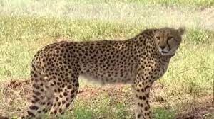 नामीबिया से लाये गये चीतों को भारत में पहली बार भोजन परोसा गया, उछल-कूद करते दिखे नामीबिया से लाये गये चीतों को भारत में पहली बार भोजन परोसा गया, उछल-कूद करते दिखे