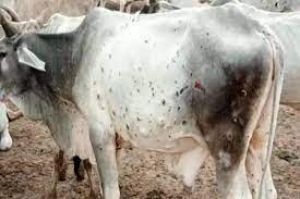 लंपी रोग से अब तक 336 गौवंश की मौत लंपी रोग से अब तक 336 गौवंश की मौत