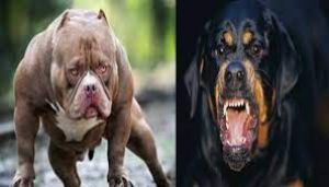  पिटबुल, रॉटवीलर और डोगो अर्जेंटीनो प्रजातियों के कुत्ते पालने पर पाबंदी