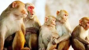 एक गांव में बंदरों के नाम है 32 एकड़ जमीन एक गांव में बंदरों के नाम है 32 एकड़ जमीन