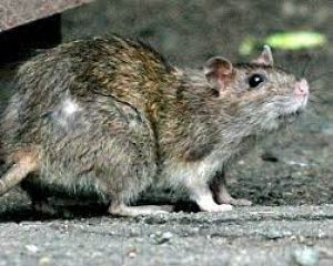 चूहे को निर्दयतापूर्वक मारने के मामले में प्राथमिकी दर्ज चूहे को निर्दयतापूर्वक मारने के मामले में प्राथमिकी दर्ज