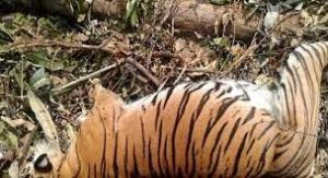 पेड़ से लटका मिला बाघ का शव, दो लोगों से पूछताछ