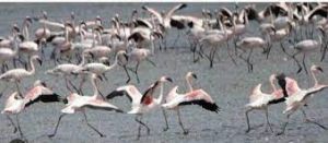  कोल्लेरू झील में इस मौसम में 10 लाख प्रवासी पक्षियों के आने की उम्मीद