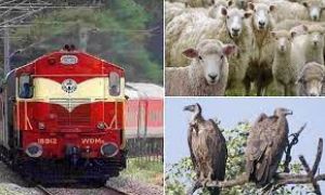 ट्रेनों की चपेट में आने से 90 भेड़ों, आठ गिद्धों की मौत