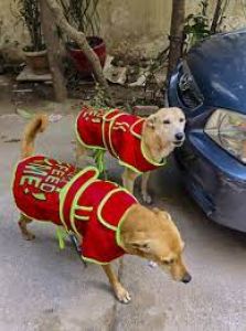 कड़ाके की ठंड में दिल्ली में आवारा कुत्तों के लिए सहारा बना एनजीओ