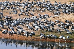 संतरागाछी झील में प्रवासी पक्षियों की संख्या में बढ़ोतरी देखी गई