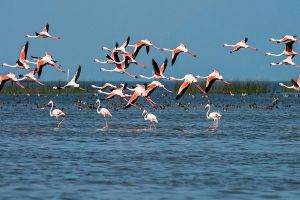 ओडिशा की चिल्का झील में इस सर्दियों में आए 10.93 लाख प्रवासी पक्षी