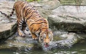 वर्ष 2022 की गणना में मध्य प्रदेश में कर्नाटक की तुलना में ज्यादा बाघों की मौत