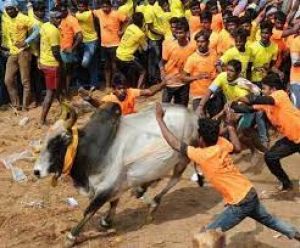 तमिलनाडु में जल्लीकट्टी उत्सव शुरू