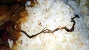  मध्याह्न भोजन  में मिला सांप!  खाने के बाद कई बच्चे बीमार पड़े...